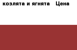 козлята и ягнята › Цена ­ 2 000 - Красноярский край, Большемуртинский р-н, Лакино д. Животные и растения » Другие животные   